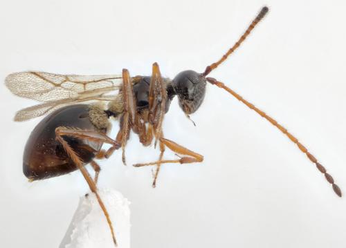 Réf. 296 525 : Glauraspidia microptera
